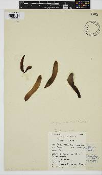 Nothogenia ovalis image