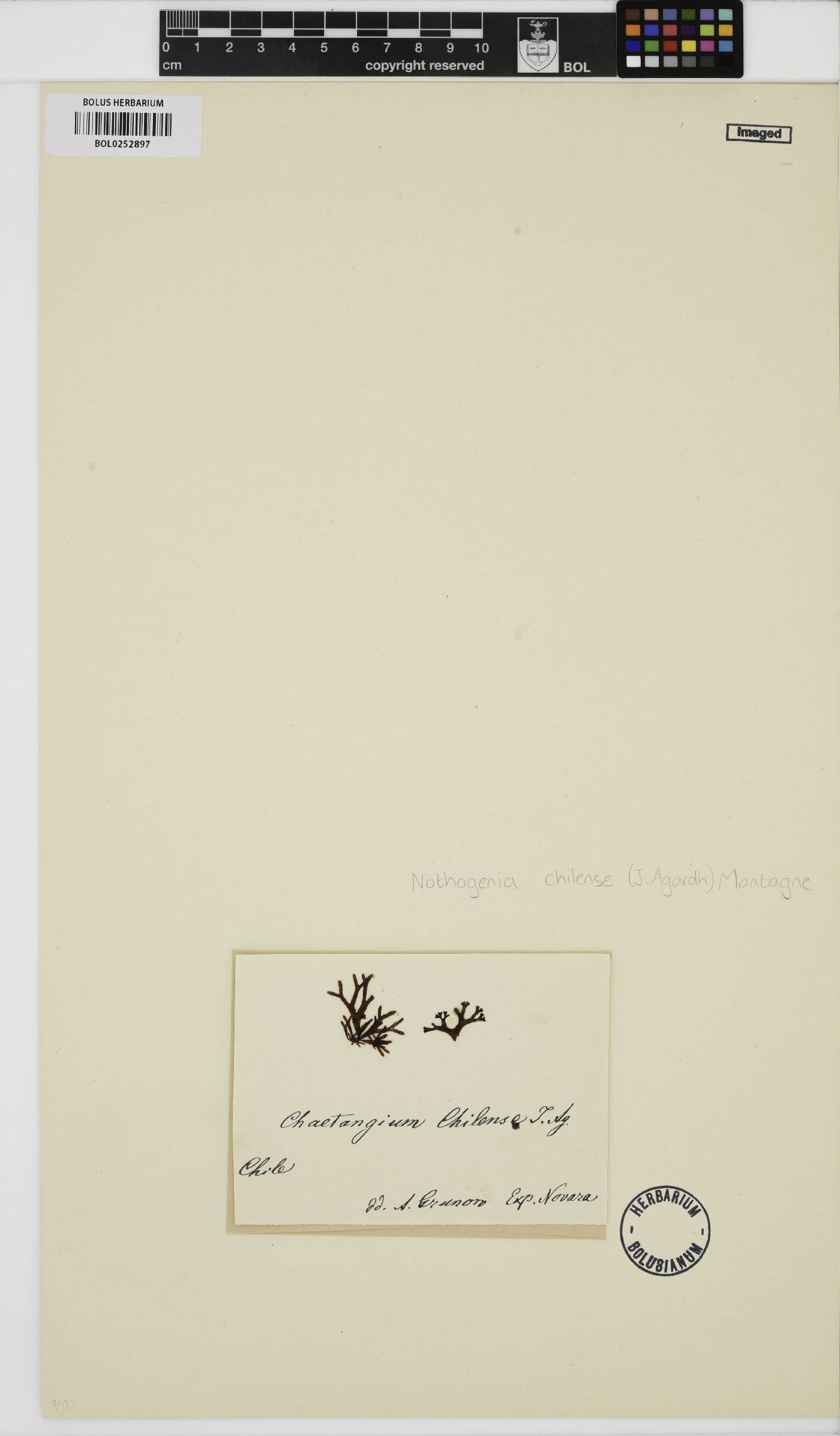 Nothogenia chilense image