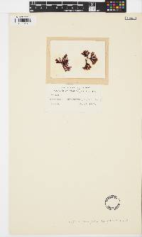 Image of Nothogenia fastigiata