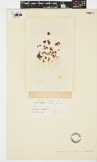Nothogenia ovalis image