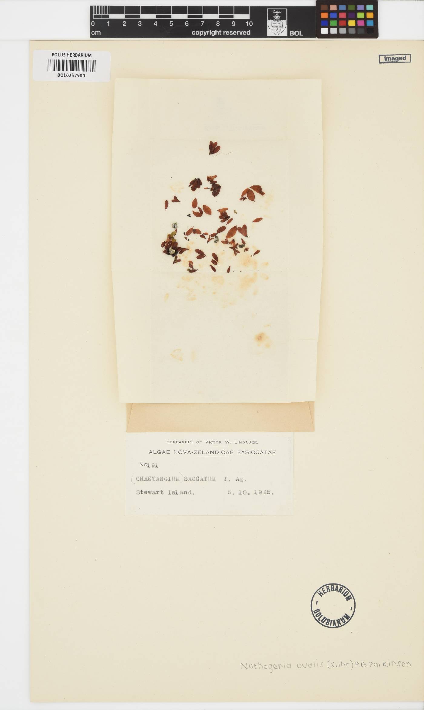 Nothogenia ovalis image