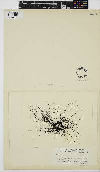 Image of Nothocladus lindaueri
