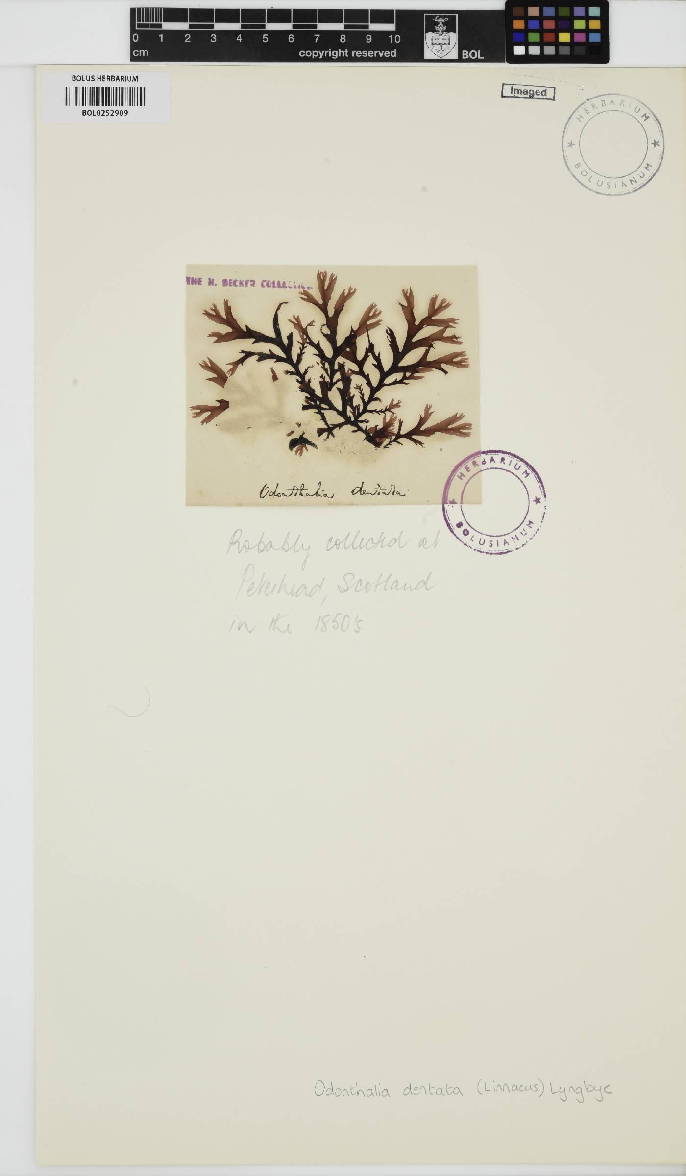 Odonthalia dentata image