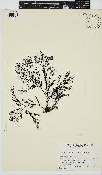 Image of Odonthalia floccosa