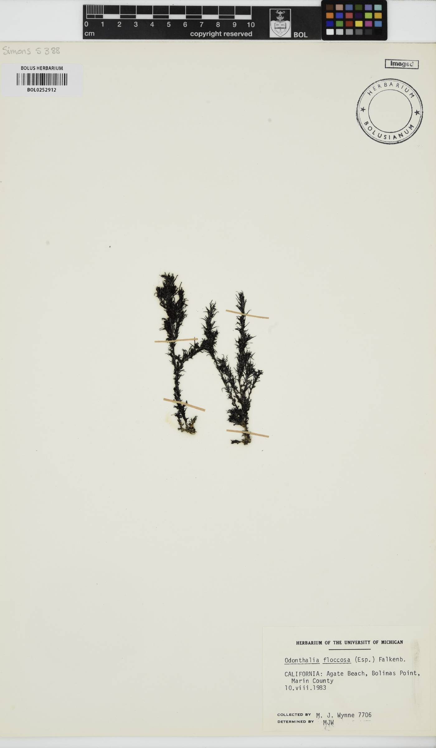 Odonthalia floccosa image
