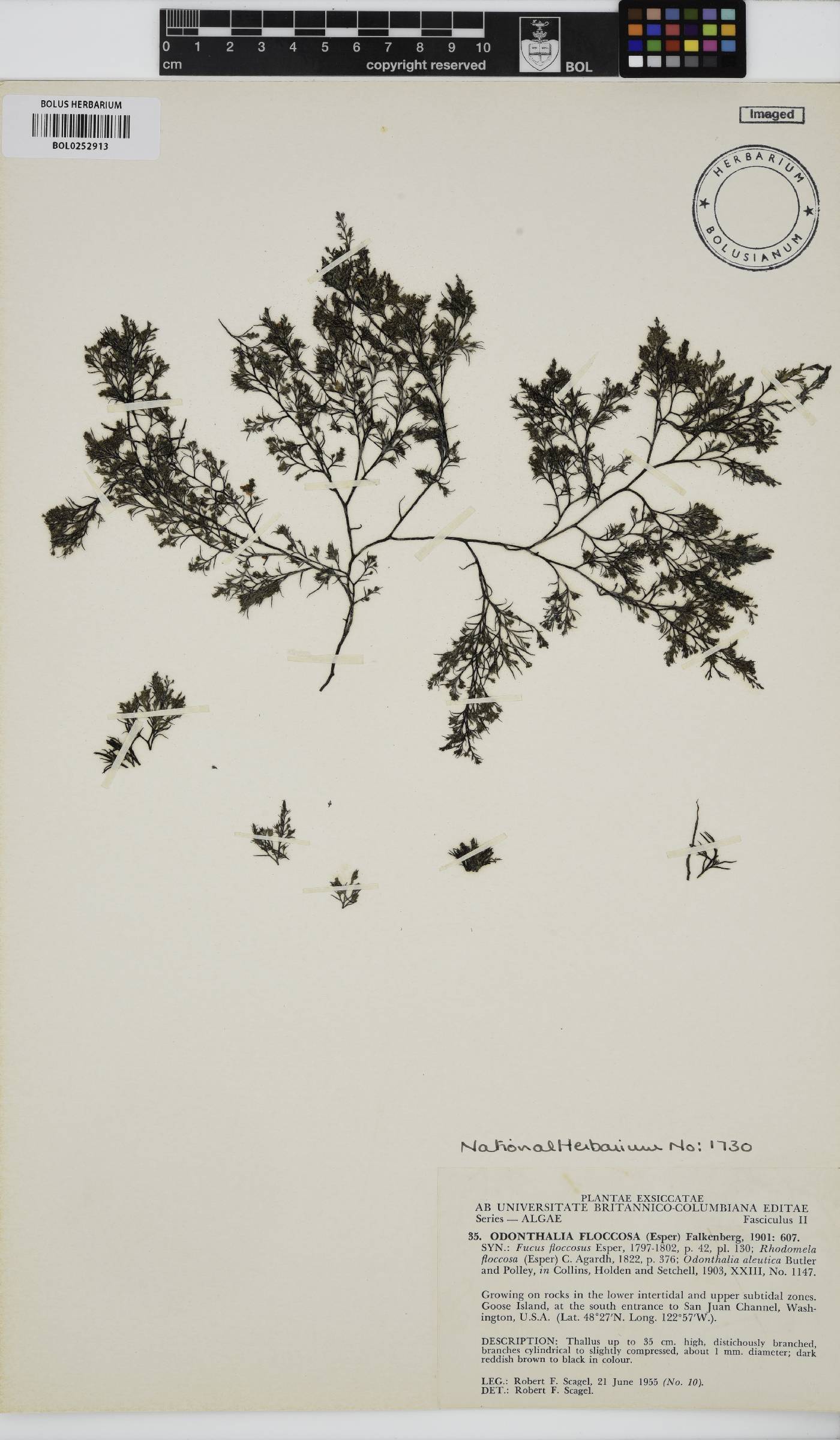 Odonthalia floccosa image