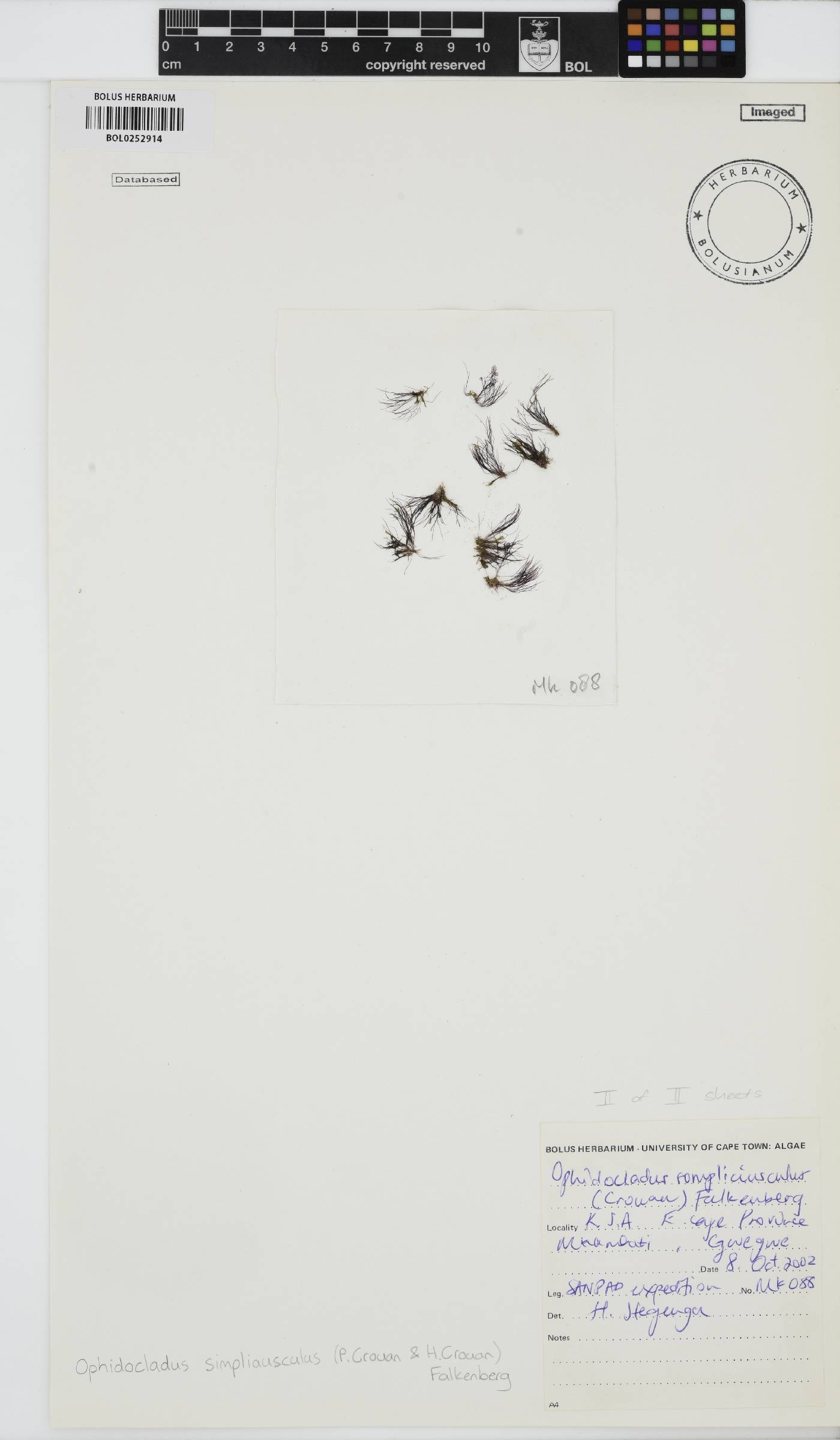 Ophidocladus simpliciusculus image