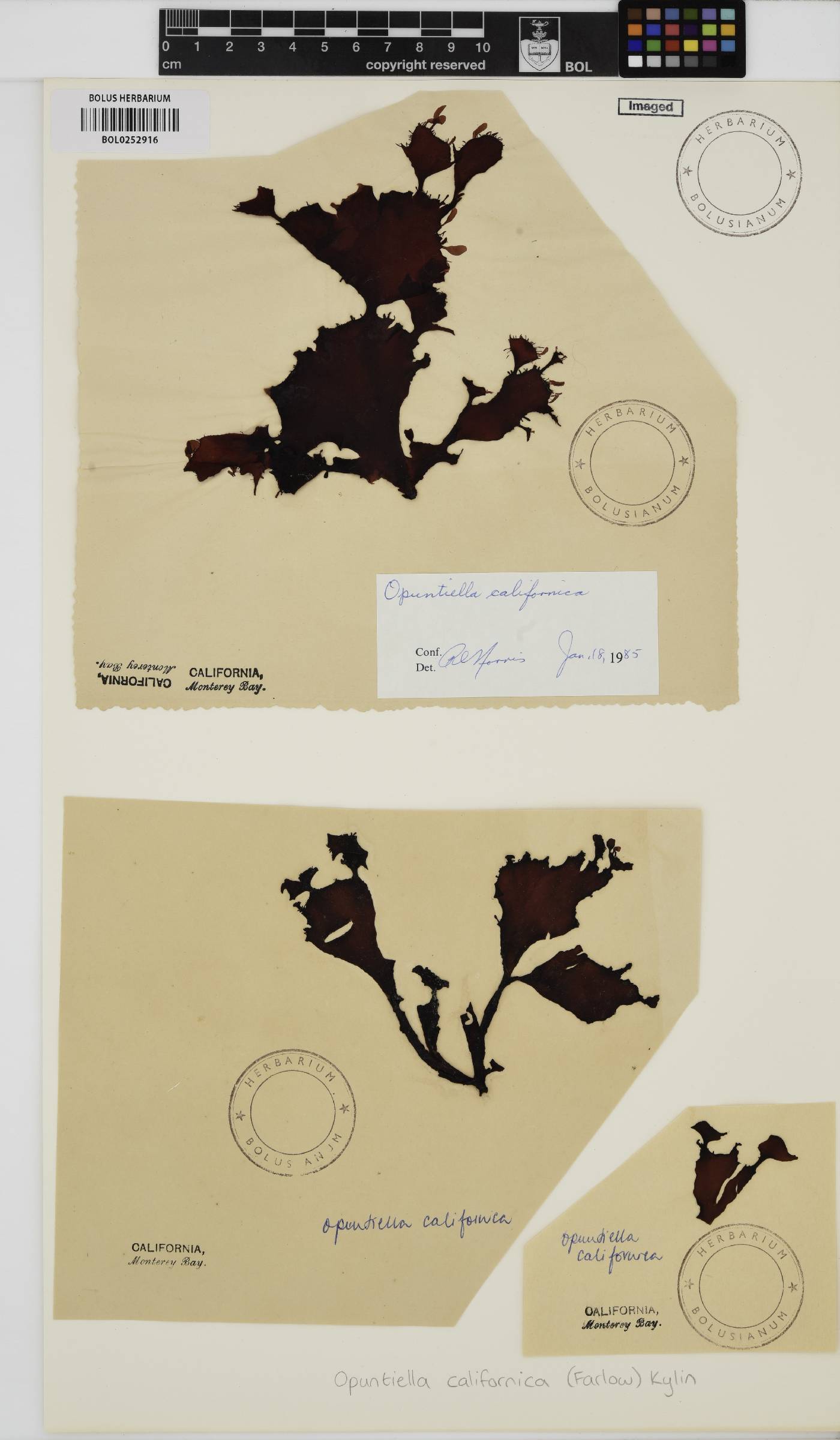 Opuntiella image