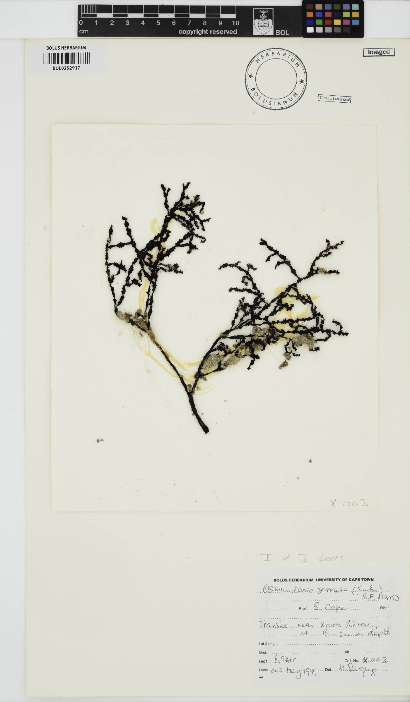 Osmundaria image