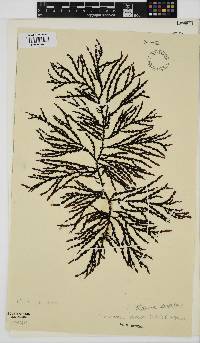 Osmundaria serrata image