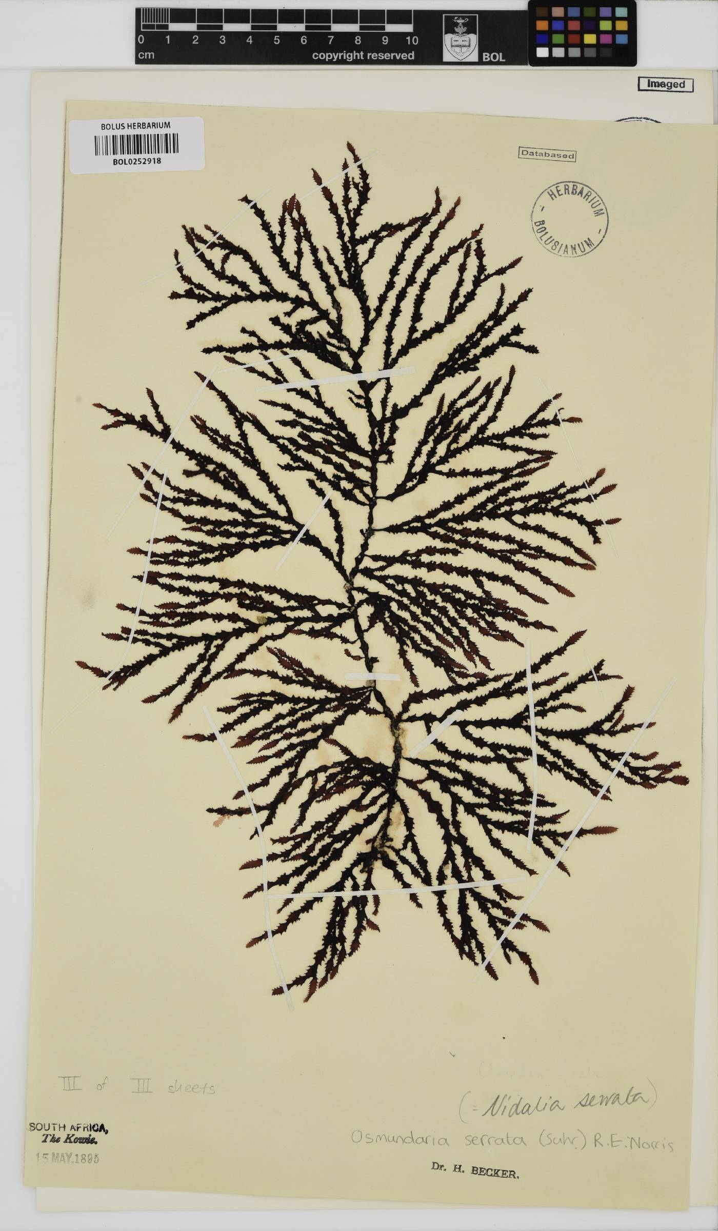Osmundaria serrata image