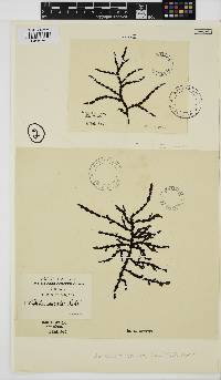 Osmundaria serrata image
