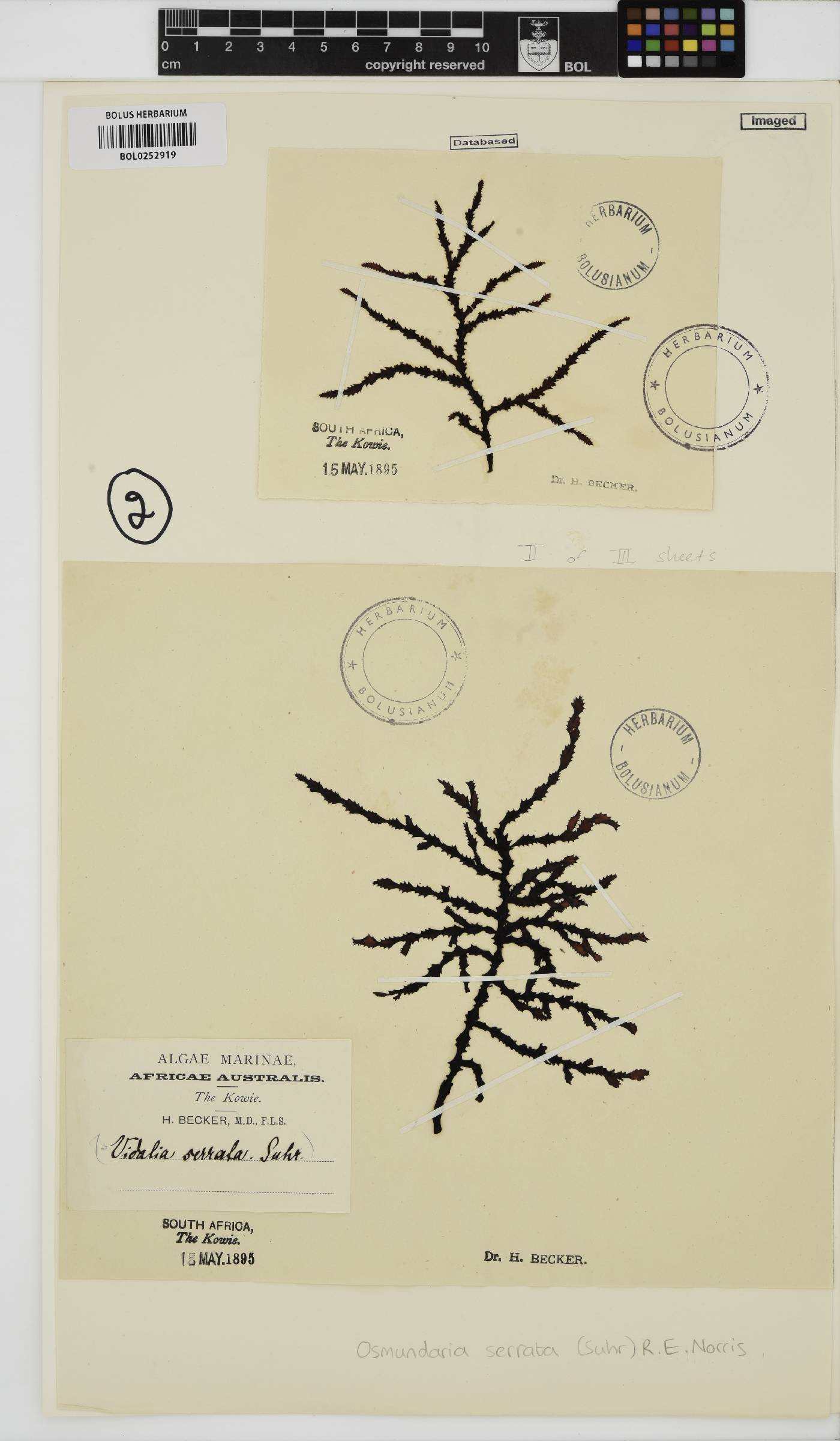 Osmundaria serrata image