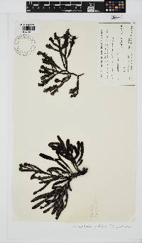 Image of Osmundaria prolifera