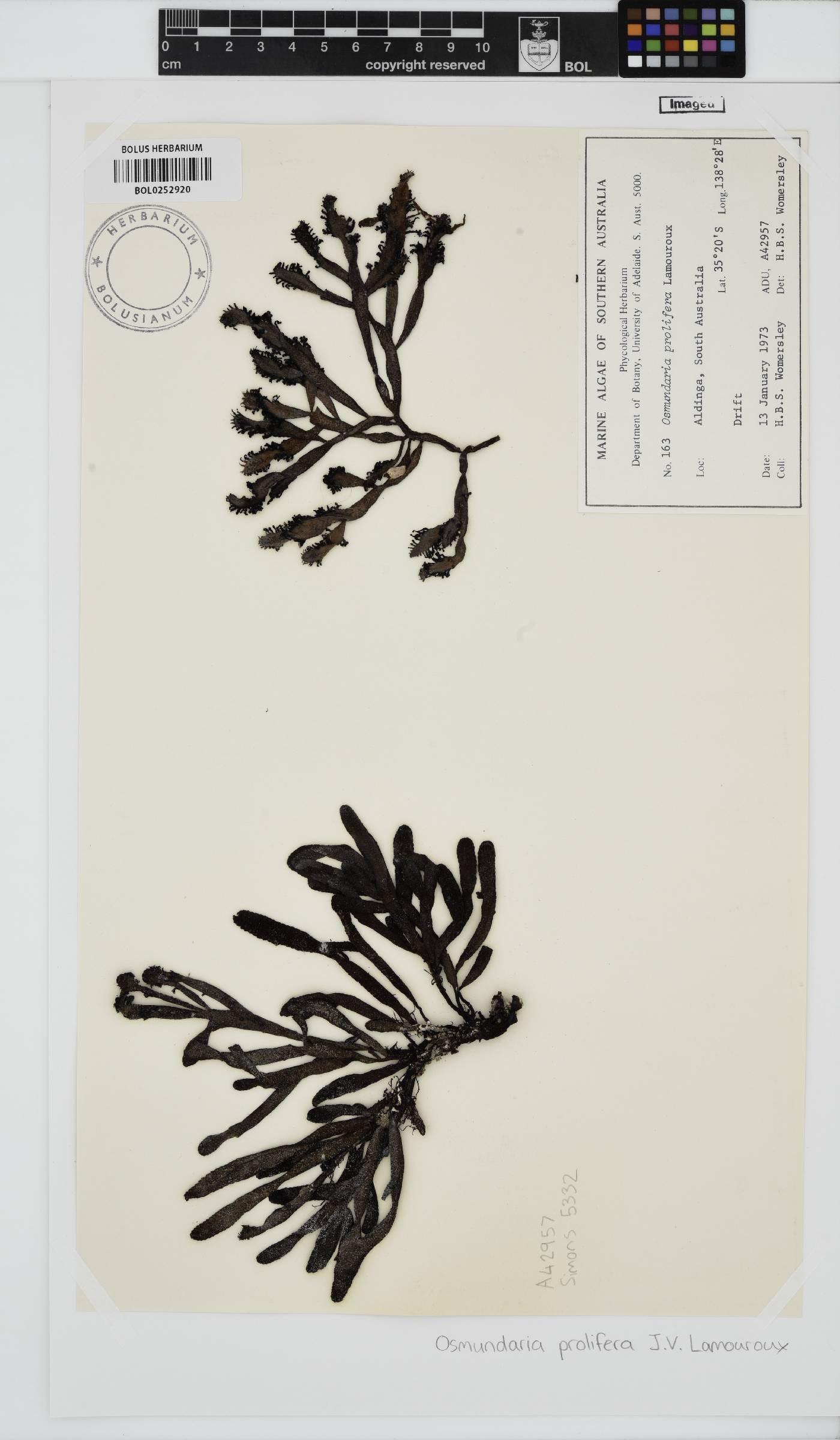 Osmundaria prolifera image