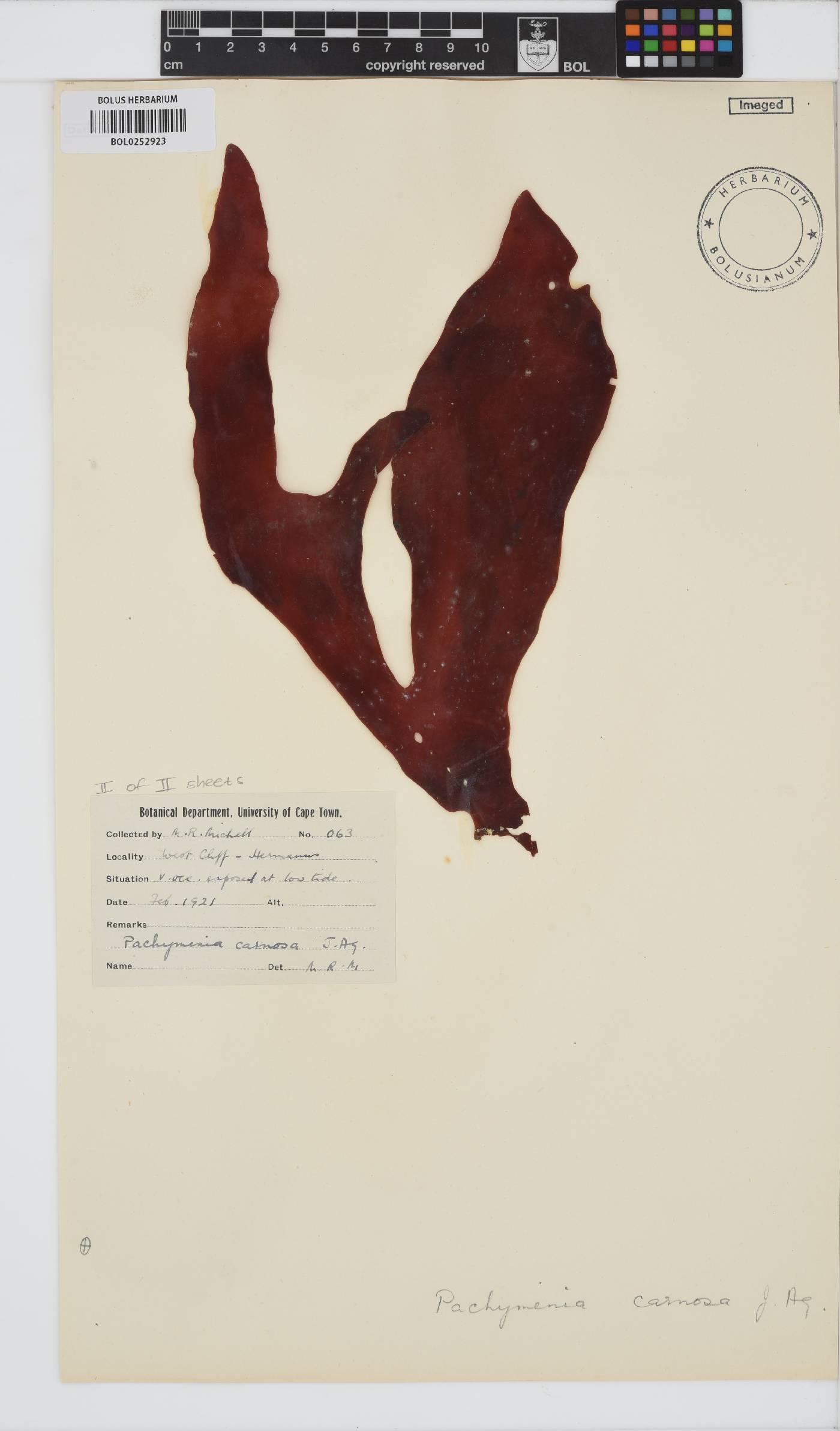 Pachymenia image