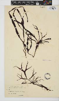 Image of Pachymenia lusoria