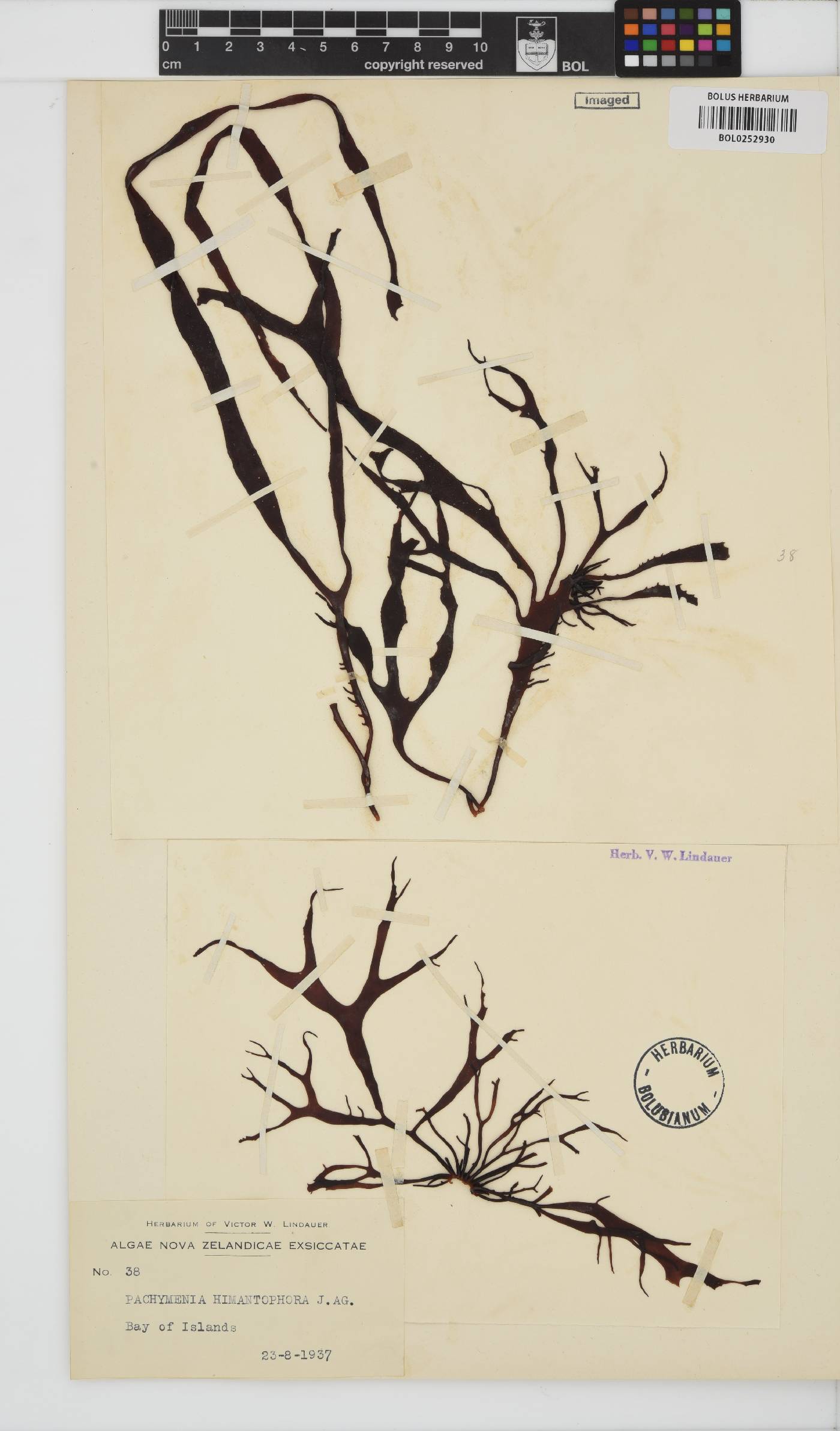 Pachymenia lusoria image