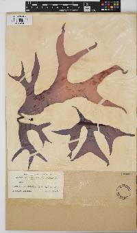 Pachymenia lusoria image
