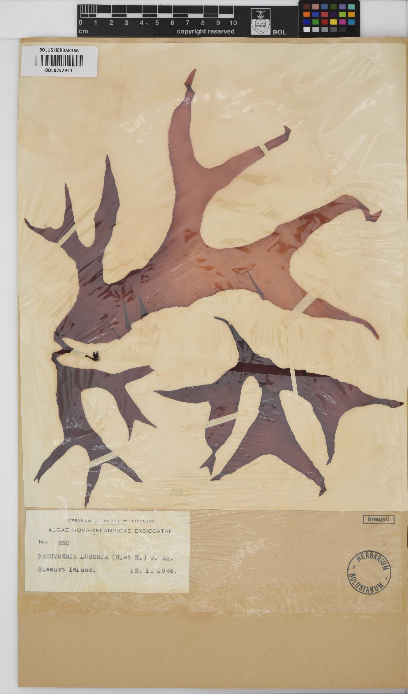 Pachymenia lusoria image