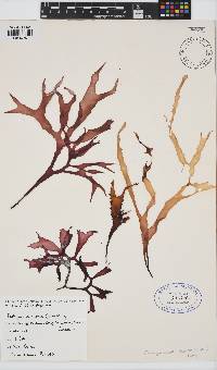 Pachymenia lusoria image