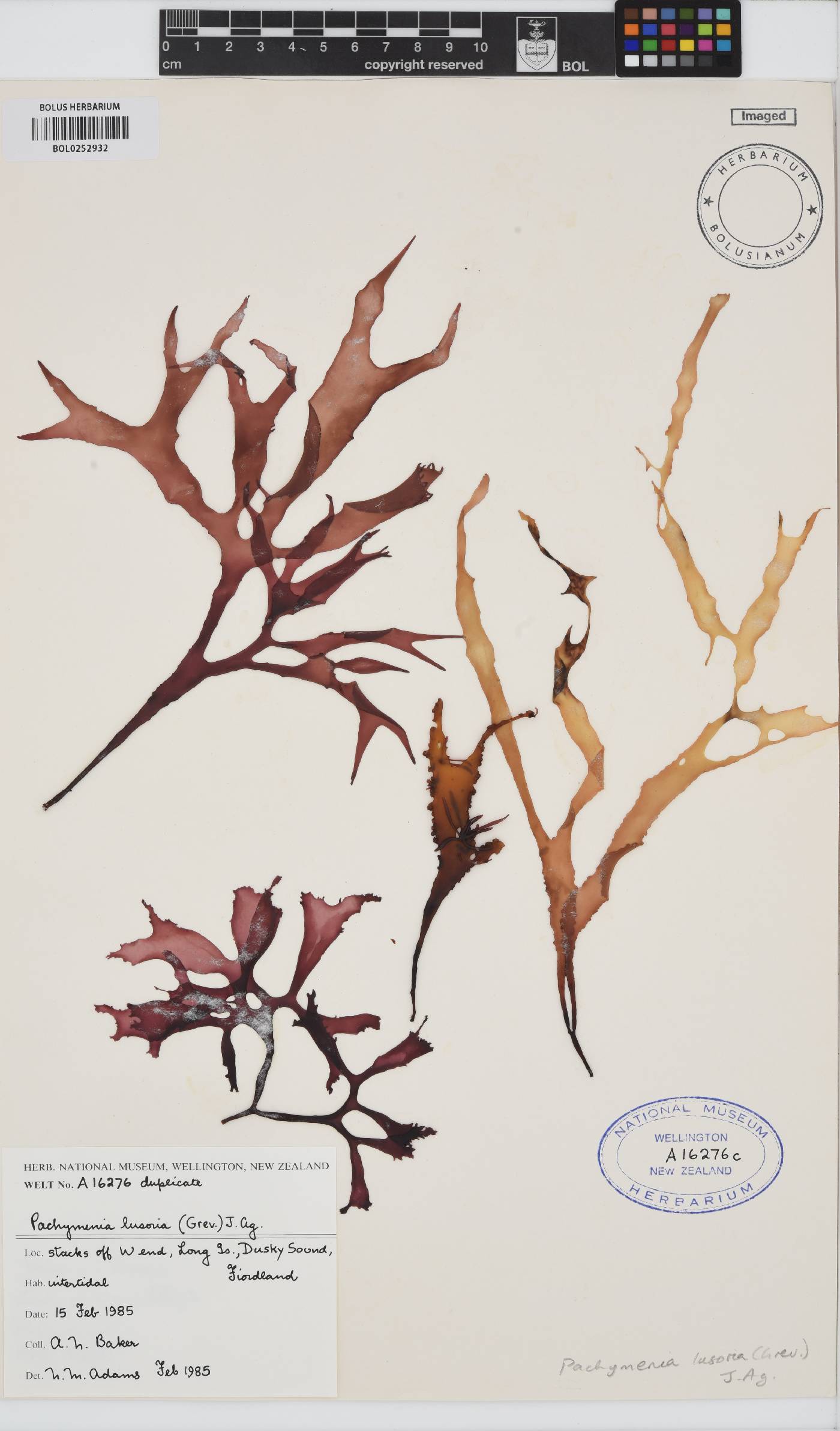 Pachymenia lusoria image