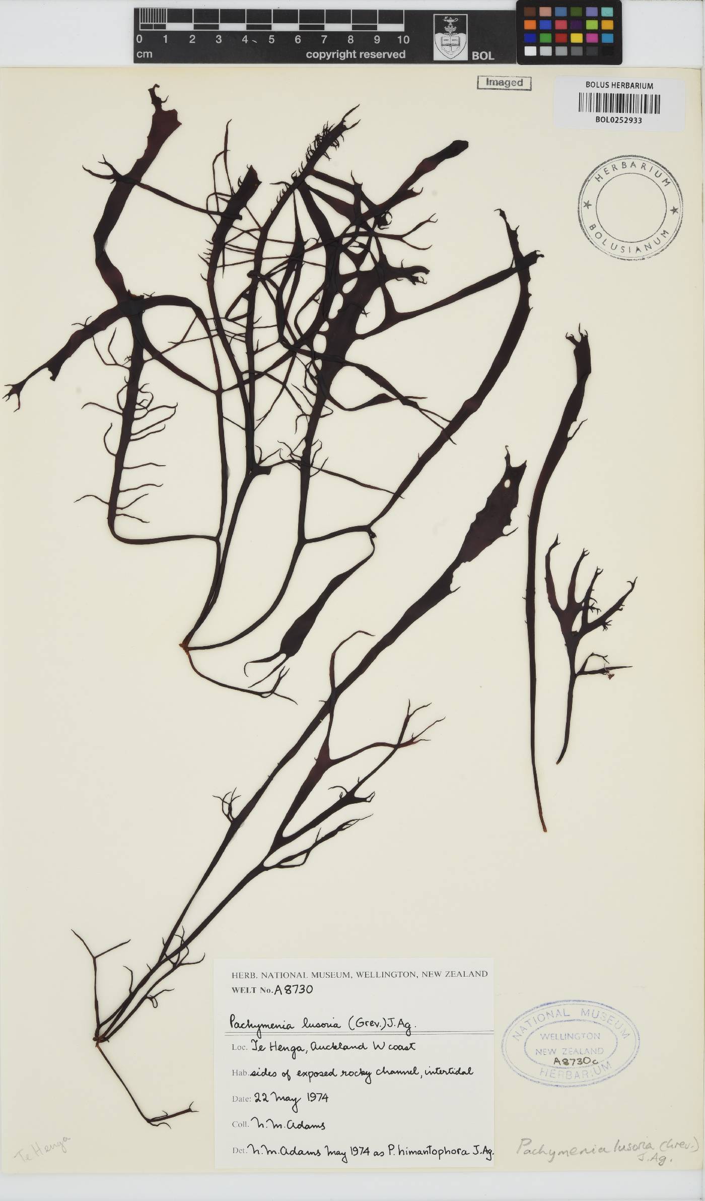 Pachymenia lusoria image