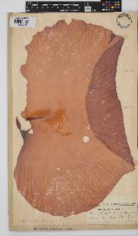Pachymenia orbitosa image