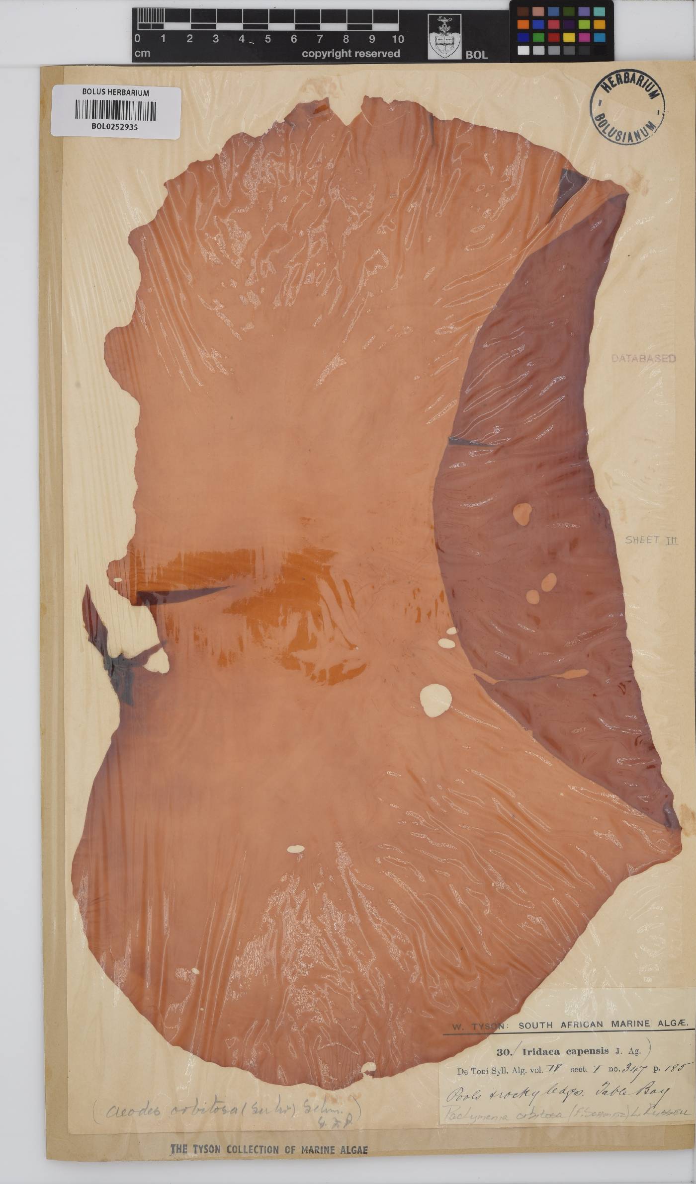 Pachymenia orbitosa image