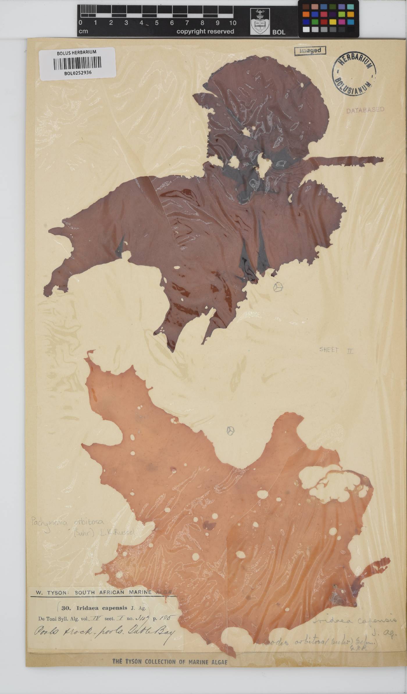 Halymeniaceae image