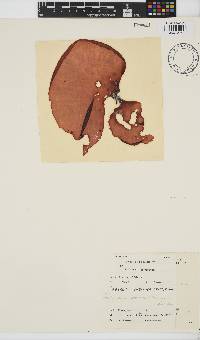 Pachymenia orbitosa image