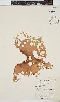 Pachymenia orbitosa image
