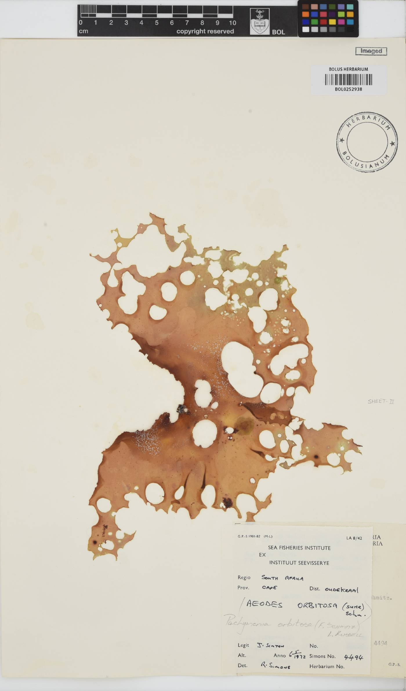 Pachymenia orbitosa image