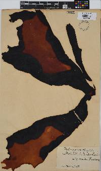 Image of Pachymenia orbicularis