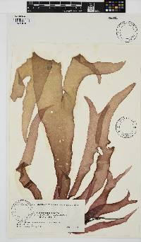 Image of Palmaria palmata
