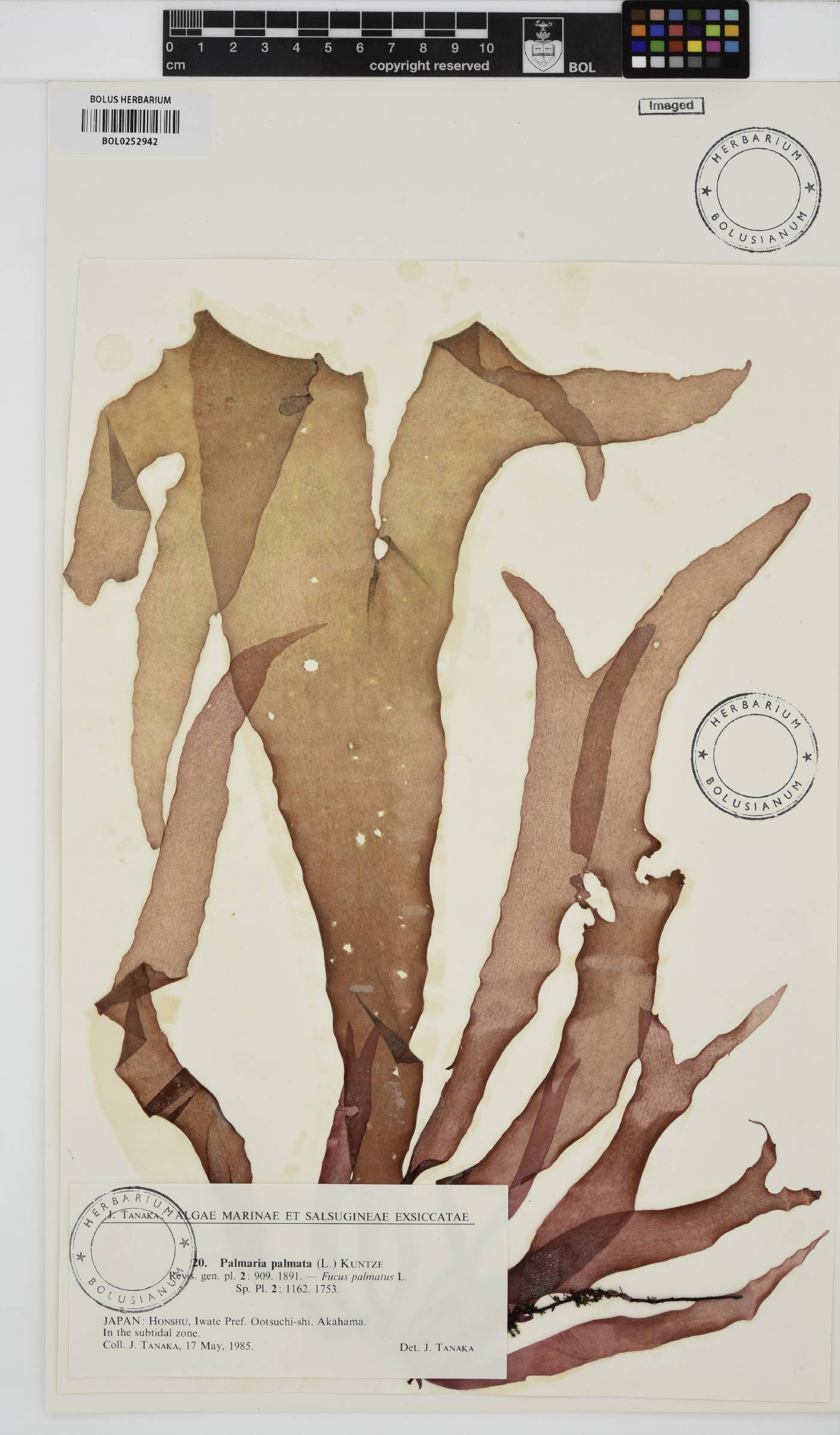 Palmaria image