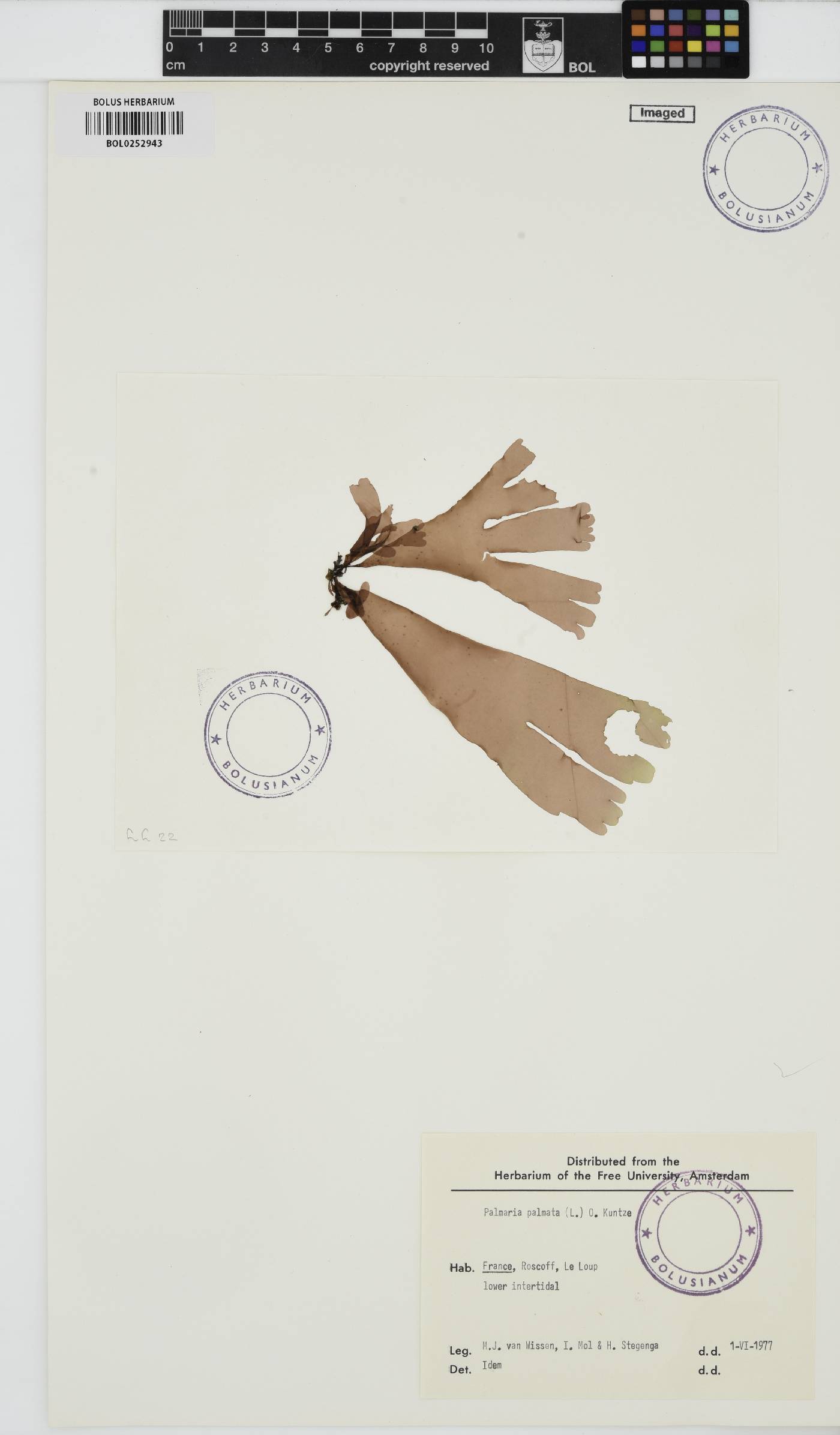 Palmaria palmata image