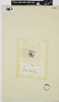 Image of Griffithsia traversii
