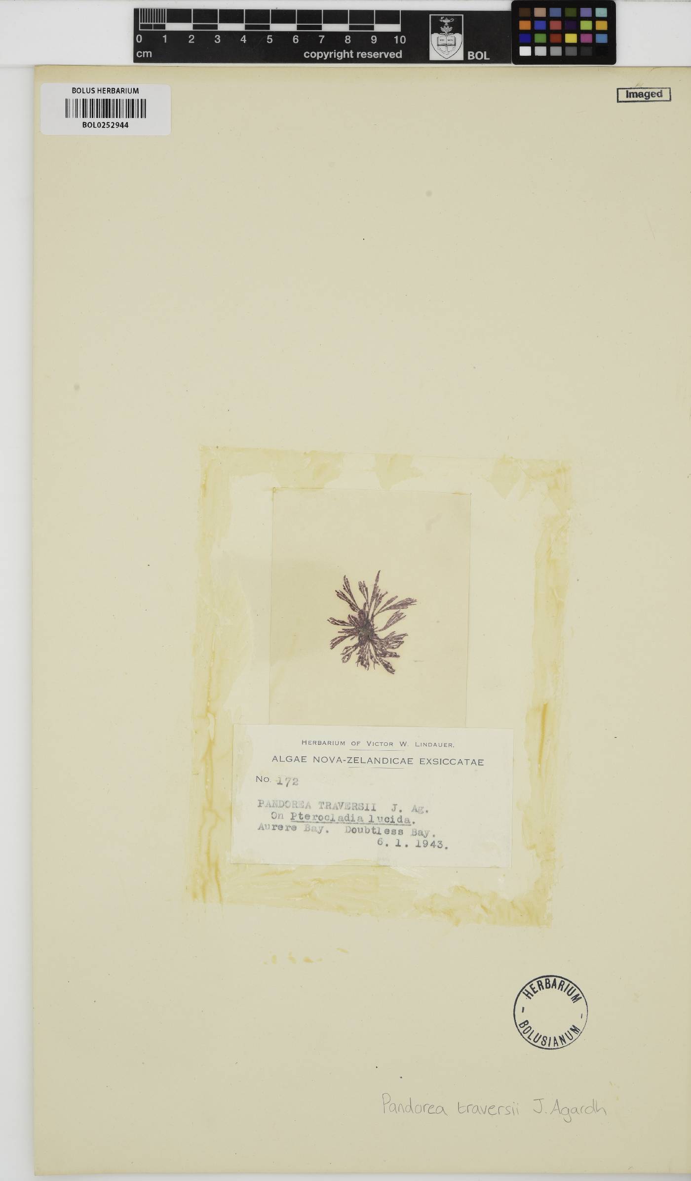 Griffithsia traversii image