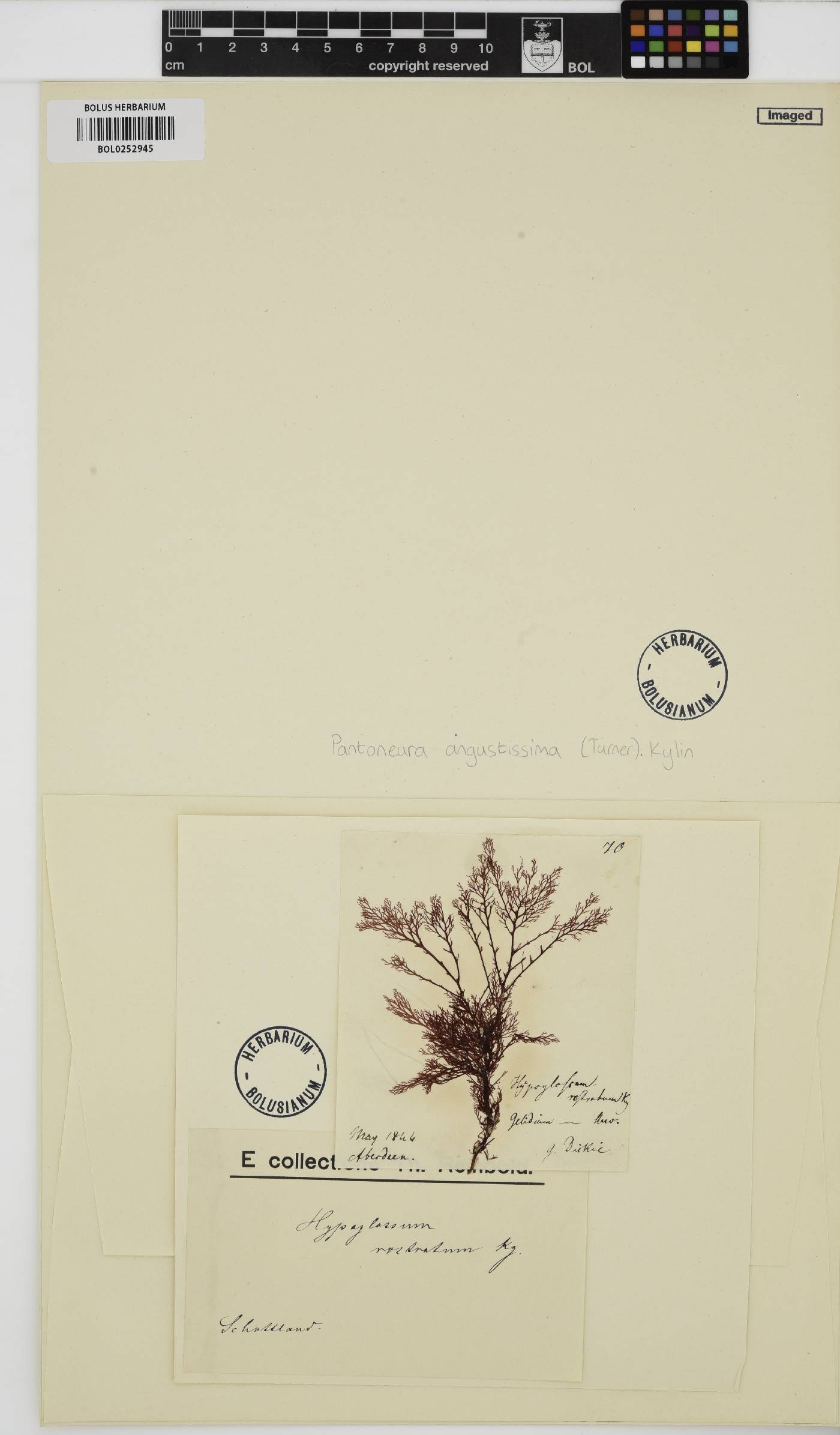 Membranoptera carpophylla image