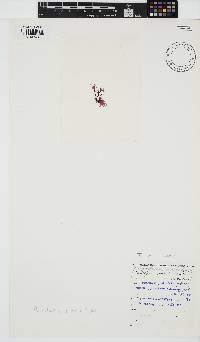 Papenfussia minuta image