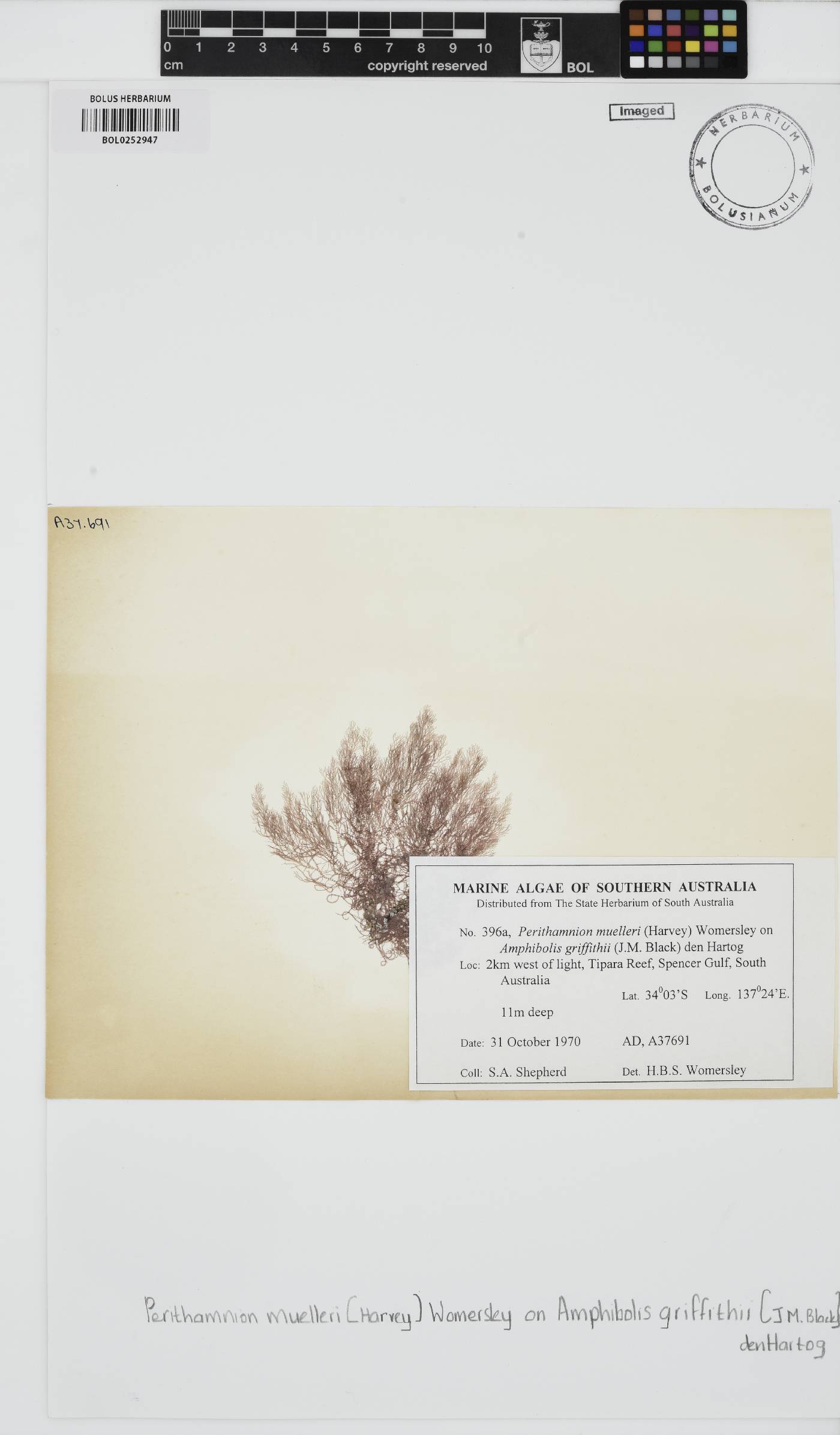 Perithamnion muelleri image
