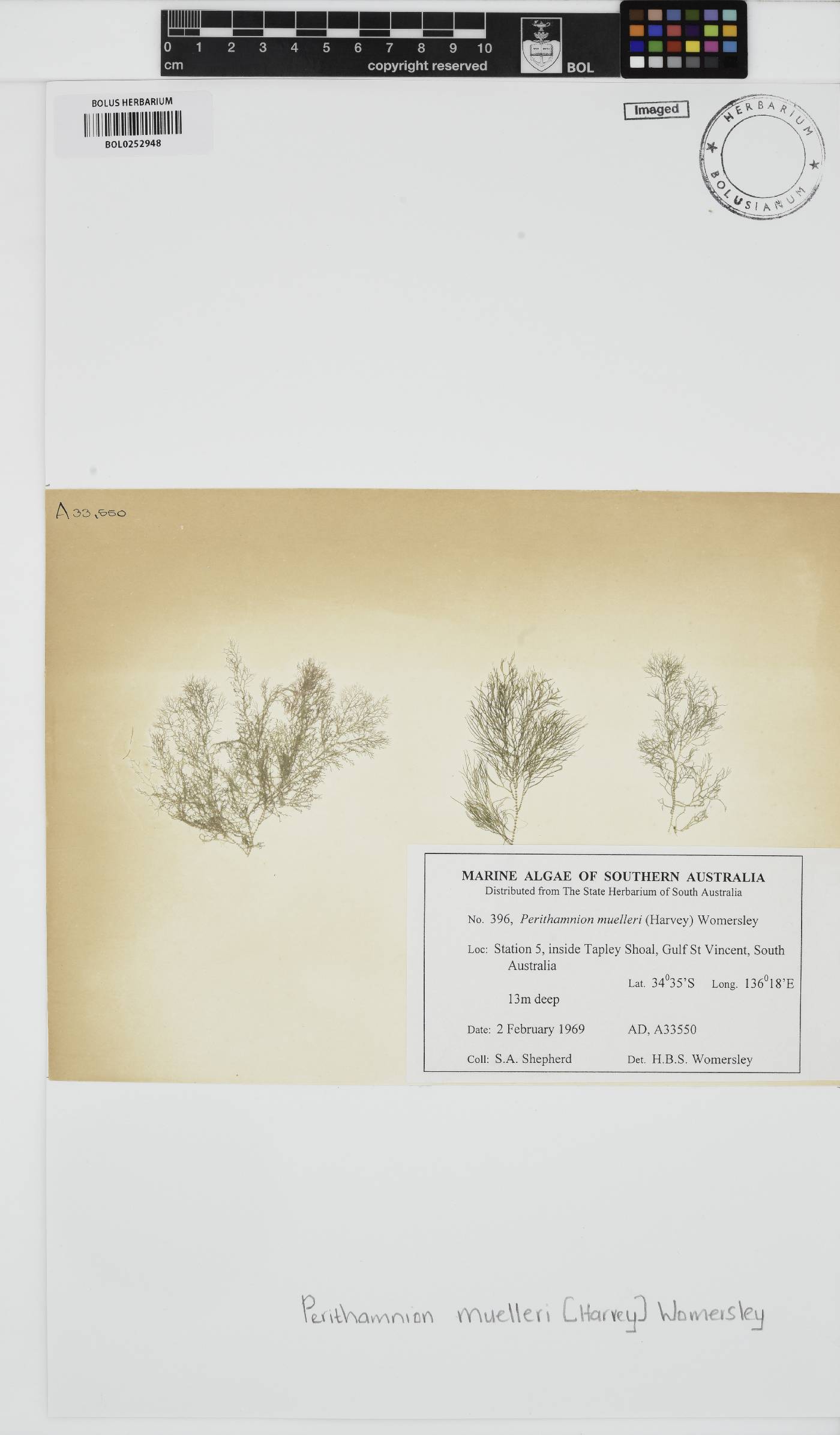 Perithamnion muelleri image