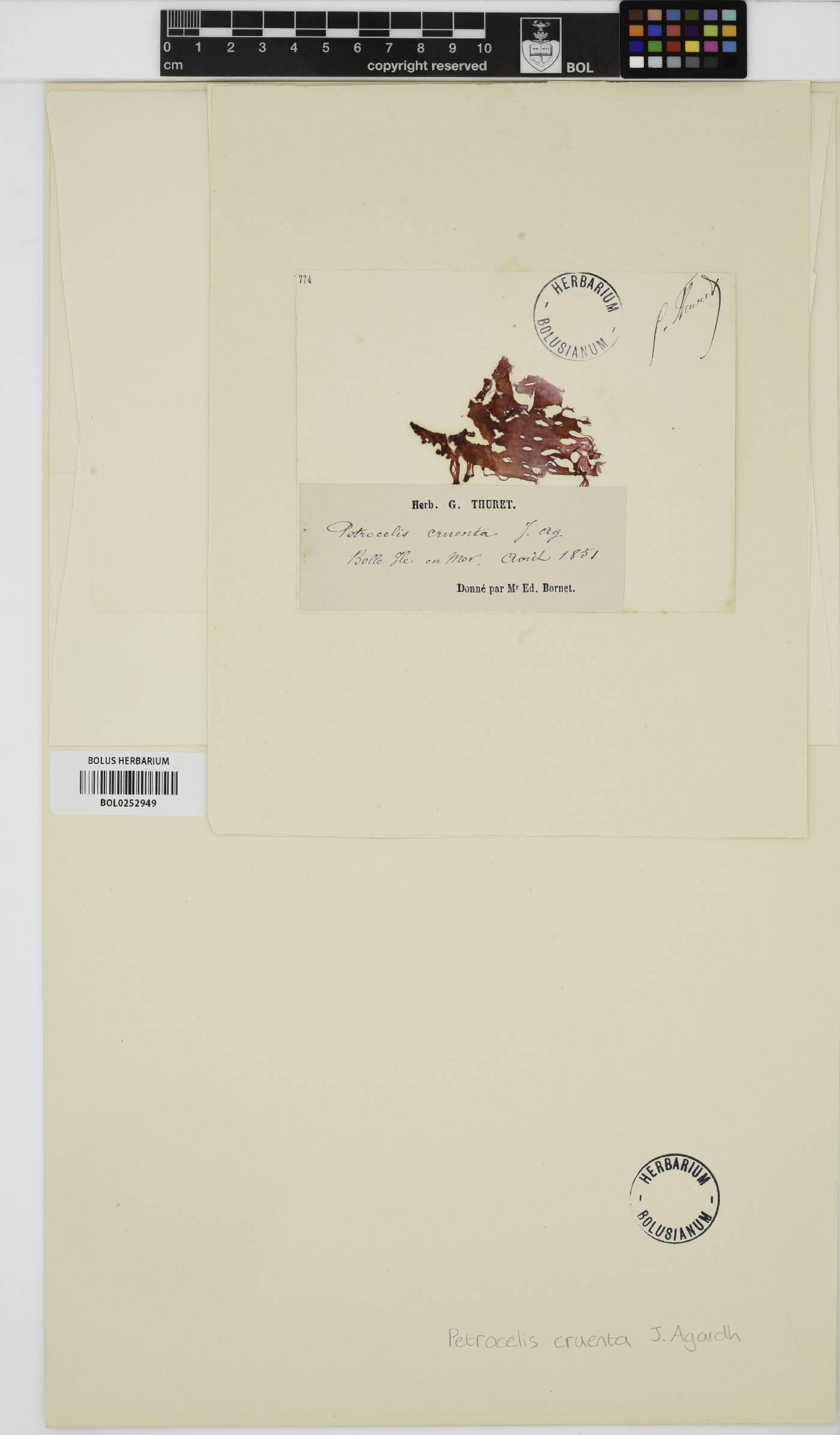 Mastocarpus stellatus image