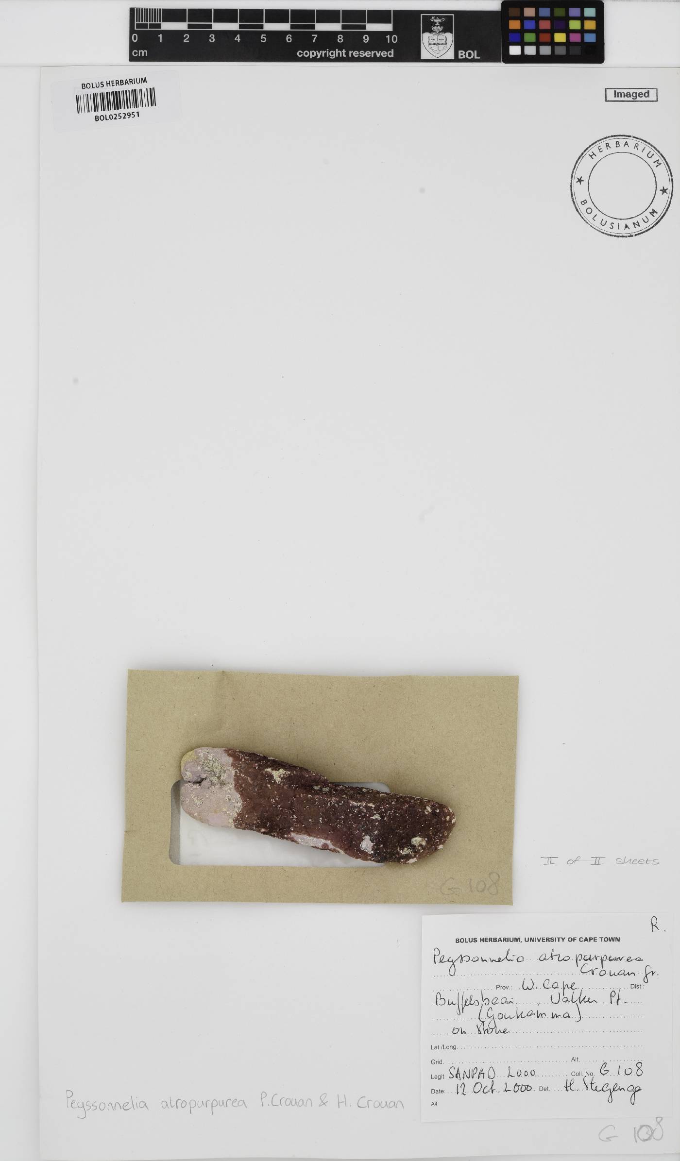 Olokunia atropurpurea image