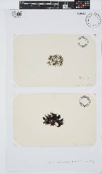 Caulacanthus ustulatus image