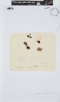 Caulacanthus ustulatus image