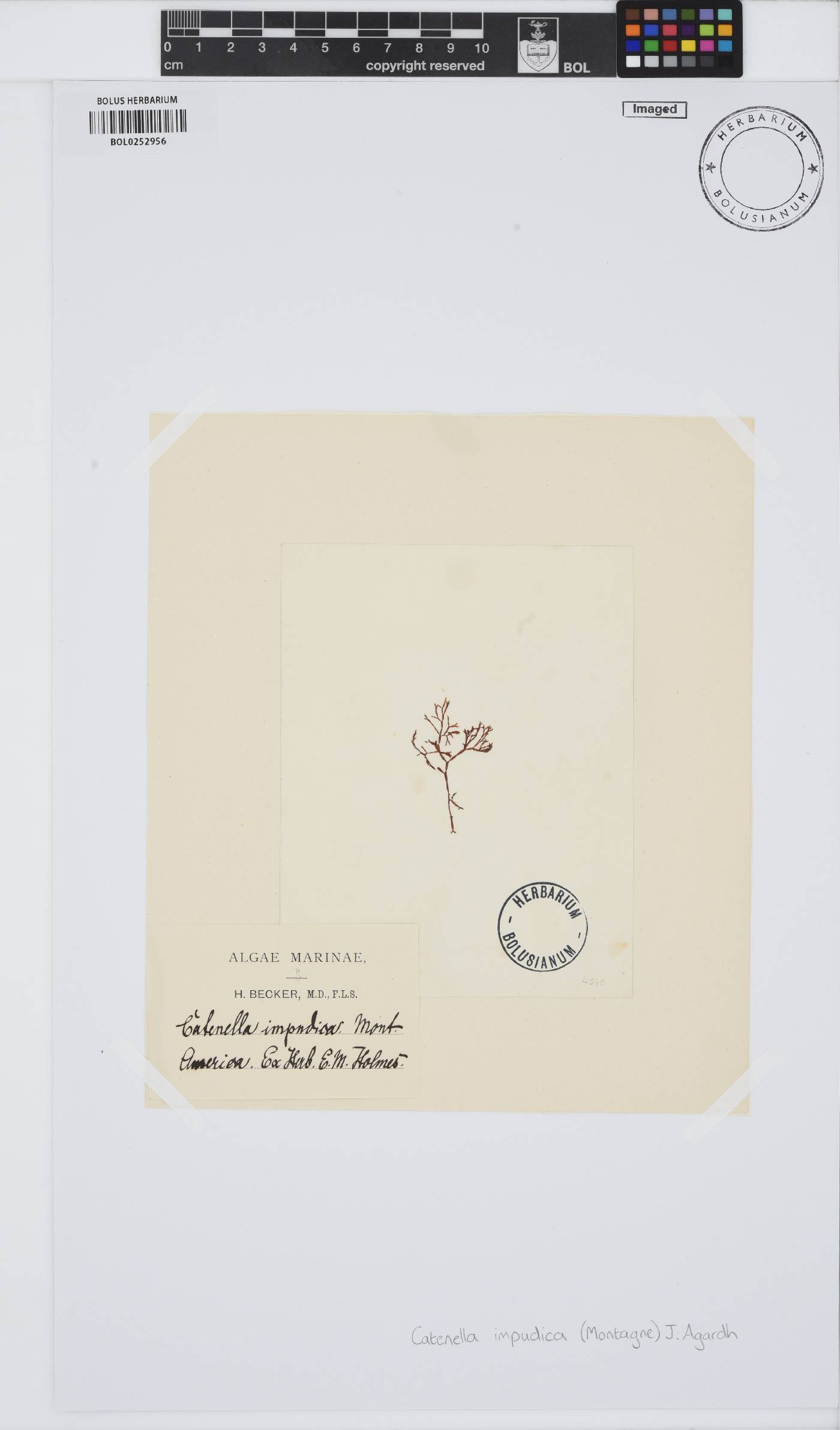 Catenella impudica image