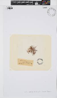 Catenella caespitosa image