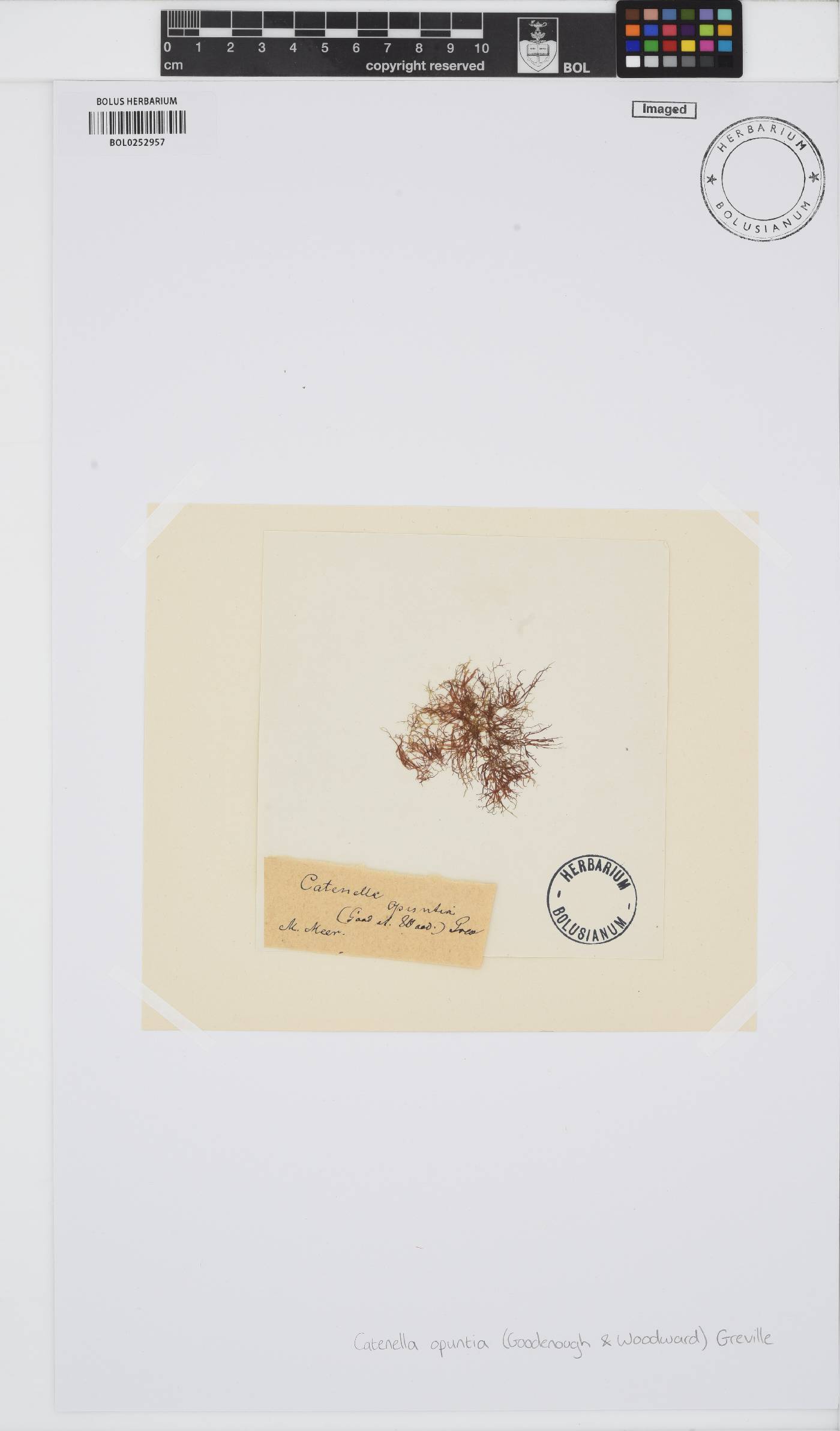 Catenella caespitosa image